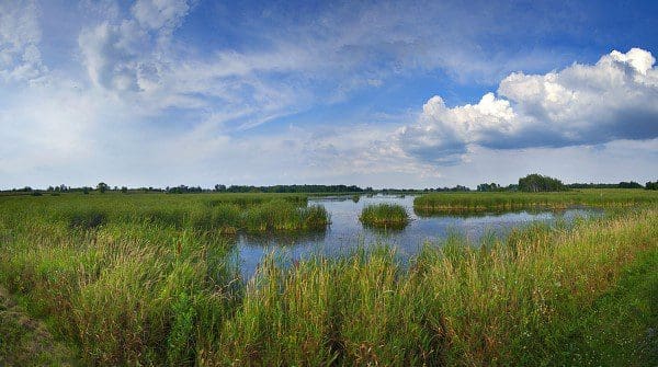 Horicon marsh