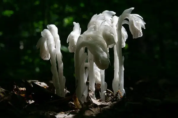 white ghost pipe plant popping up from leaf covered forest floor