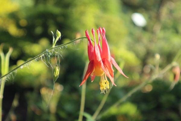 native wild columbine plant